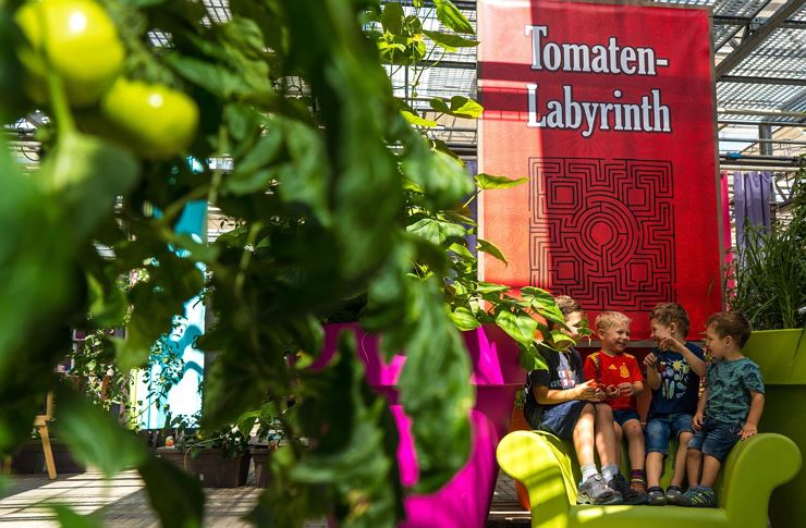 Das große Tomatenlabyrinth im Sommer