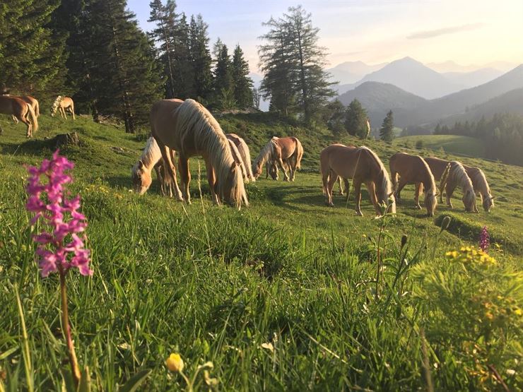 Haflinger Hengstabtrieb