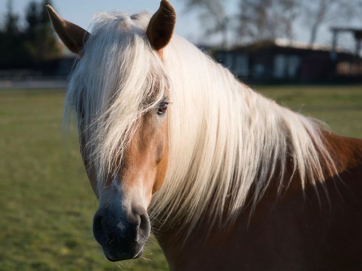 Wo Haflinger zuhause sind - Exklusive Gestütsführung im Fohlenhof Ebbs - Ebbs