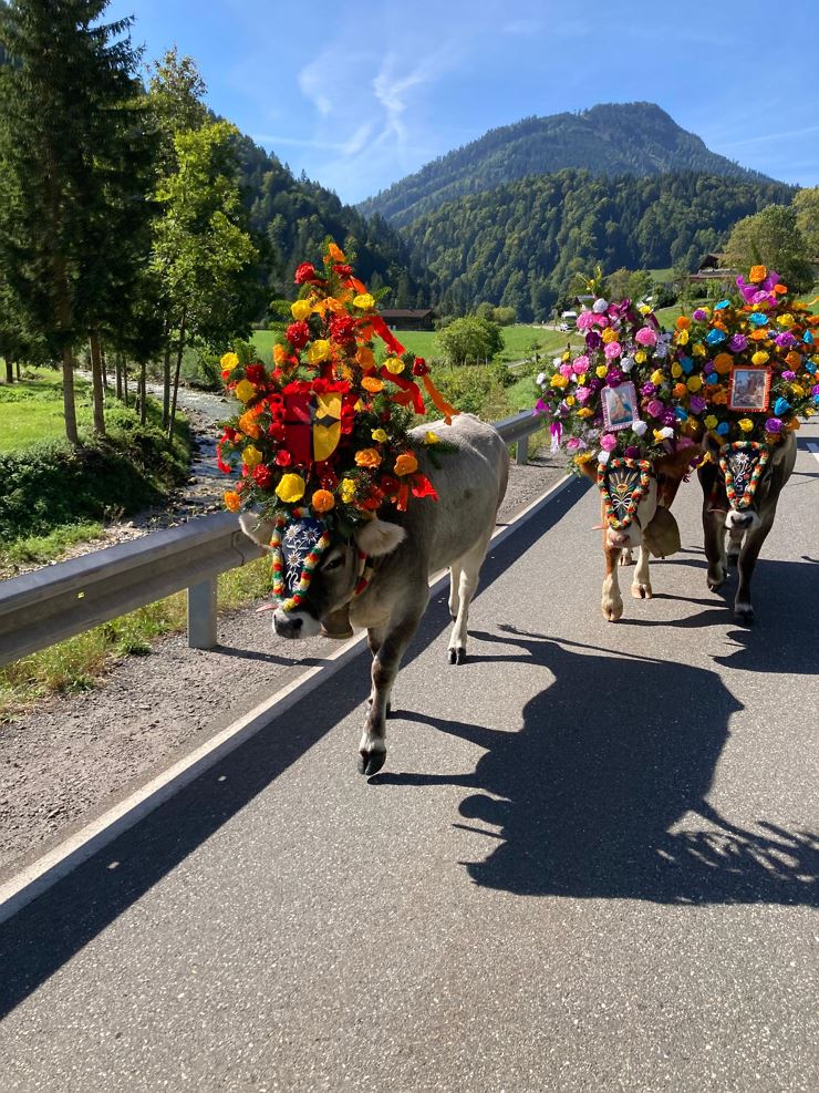 Almabtrieb / Bauernmarkt Landl - Hinterthiersee Landl
