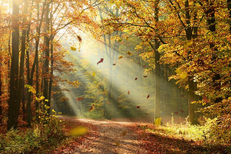 Achtsamkeit im Wald - eine grüne Auszeit
