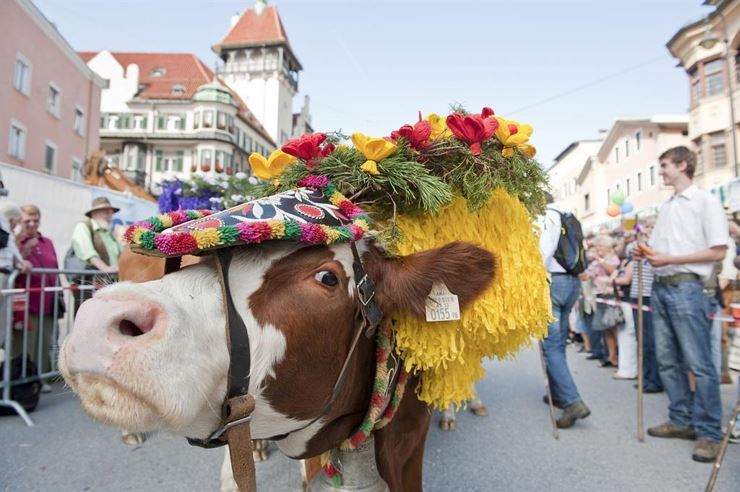 Bringing home the cattle in Kufstein