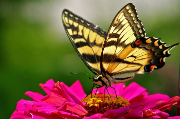 Insekten & Co