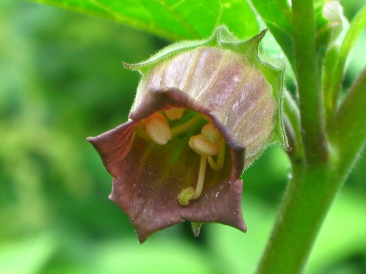 Herbs - The emperor's plant treasures