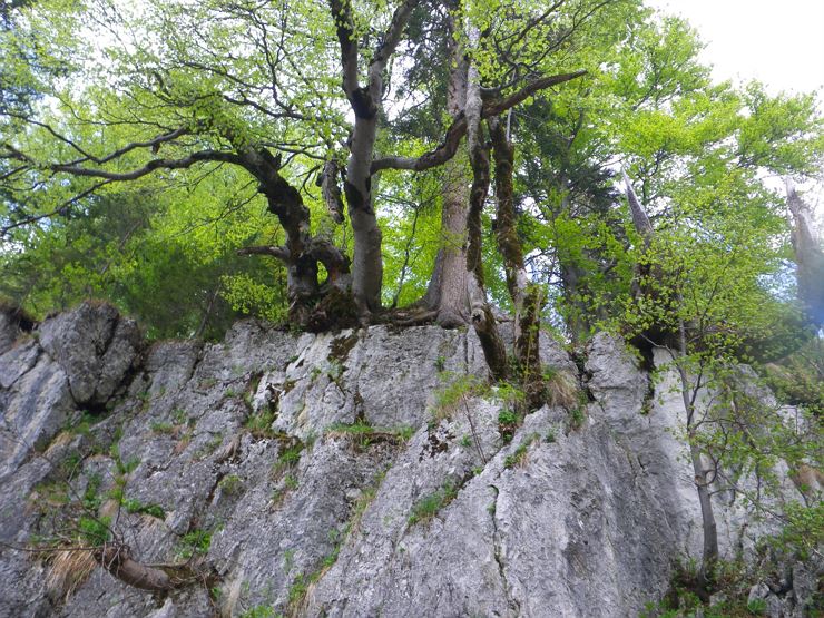 Power Source Forest - Deceleration in our Power Source Forest