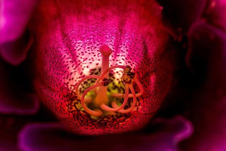 Beauty from the inside – Ayurvedic principles