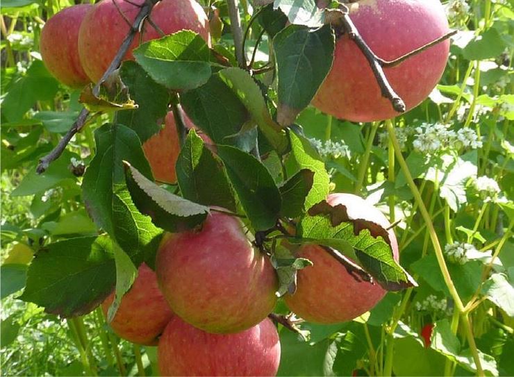 Jubiläumsfest Obst- und Gartenbauverein