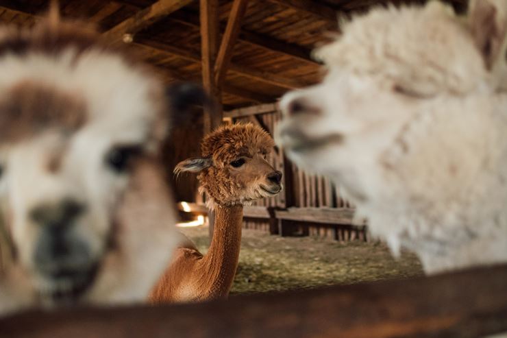KINDERPROGRAMM - Lama- und Alpakaabenteuer in Schwoich - Schwoich