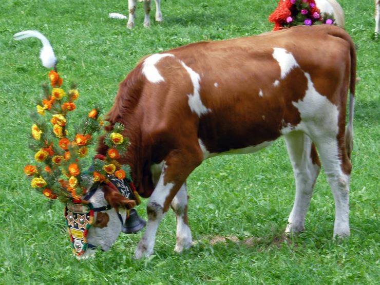 Bringing home the cattle Thiersee