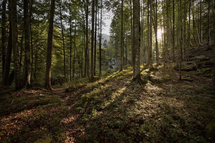 Entschleunigen & Waldbaden im Modalwald