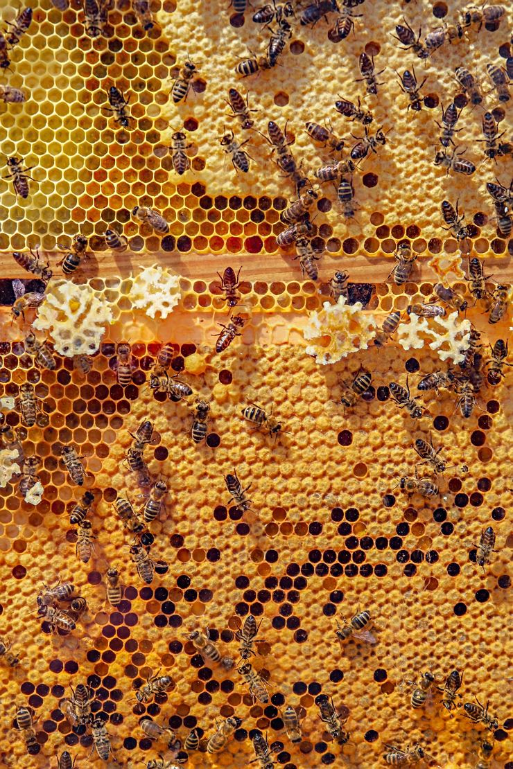 Tag des offenen Bienenstocks - Imkerei Feichtinger - Thiersee