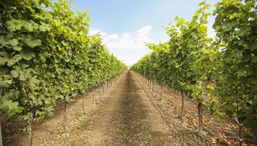 Weinverkostung mit Weingut Laurer - Kufstein