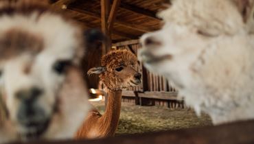 KINDERPROGRAMM - Lama- und Alpakaabenteuer in Schwoich - Schwoich