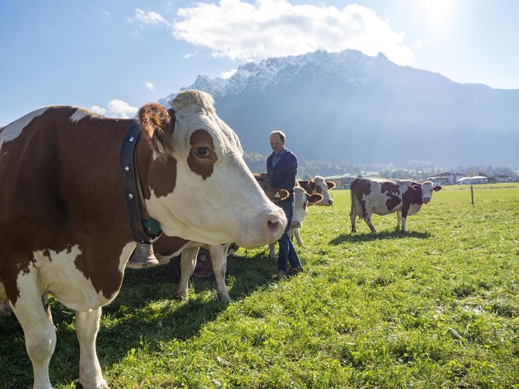 Kuh Feld Schneiderbauer Ebbs Zahmer Kaiser