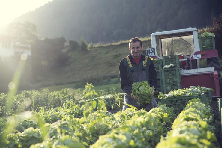 Gärtnerei Strillinger Kufstein Salat