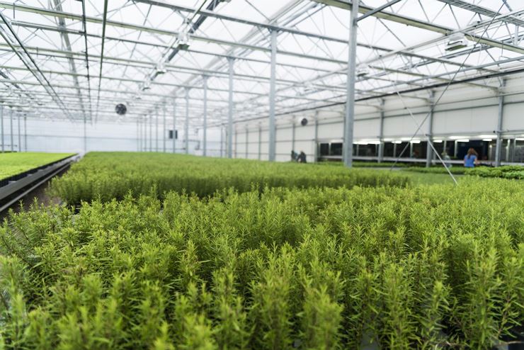 Gartenbau Strillinger Kufstein Kräuter Ansicht