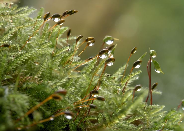 Naturheilpraxis - Imagebild