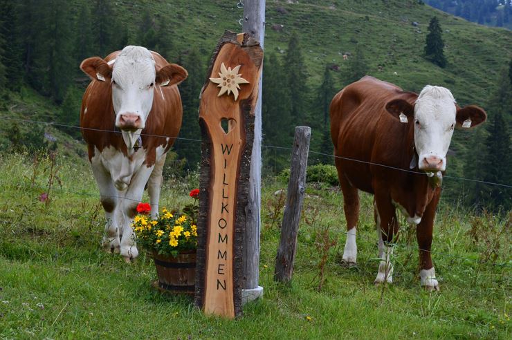 Obere Steinbergalm Kufstein Kühe
