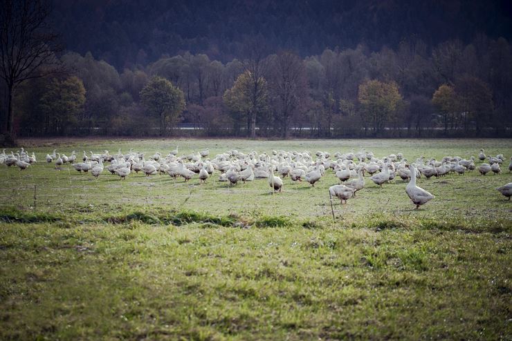 Heimstätterhof Langkampfen Gänse Wiese