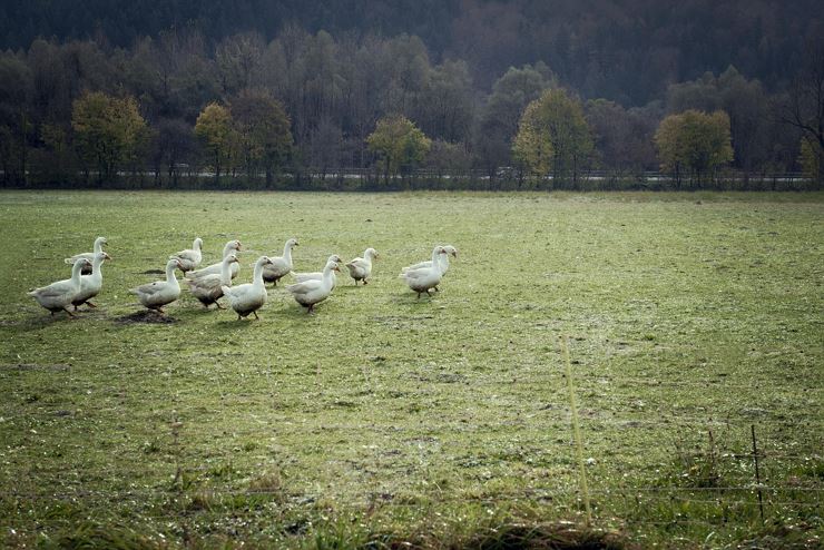 Heimstätterhof Langkampfen Gänse