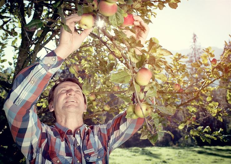 Brennerei Höck Schwoich Obst pflücken