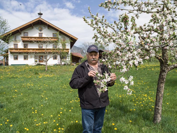 Schnapsbrennerei Feichtner Schwoich Bäume