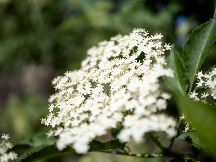 Lindhof Thiersee Holunder