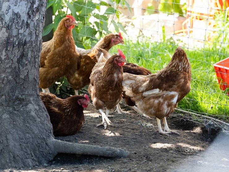 Lindhof Thiersee Hühner