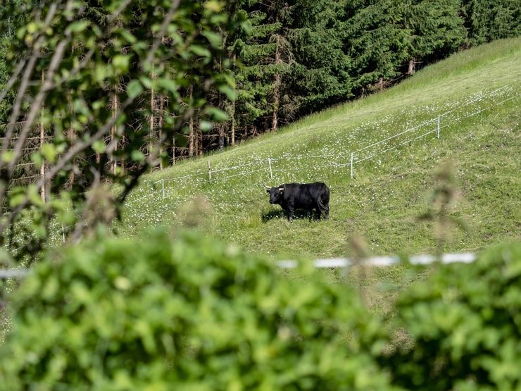 Lindhof Thiersee Kühe