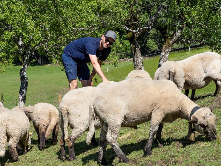 Lindhof Thiersee Schafe Weide