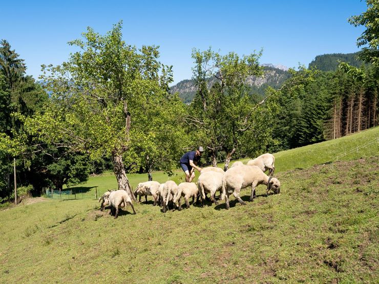 Lindhof Thiersee Schafe
