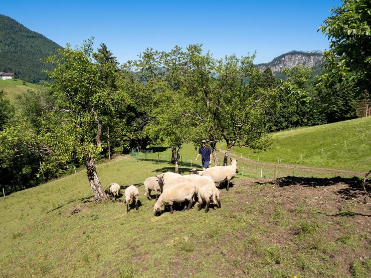 Lindhof Thiersee Weide Schafe