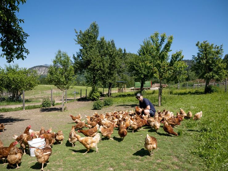 Wiese Hühner Lindhof Thiersee