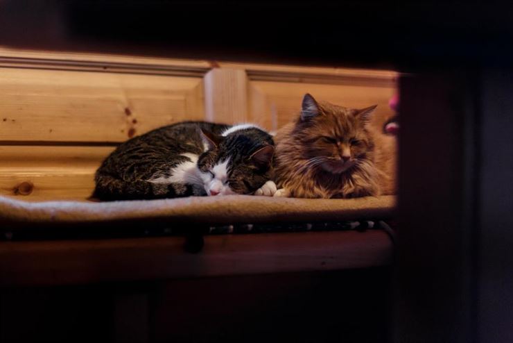 Mariandlalm Thiersee Hütteneinkehr Gemütlichkeit