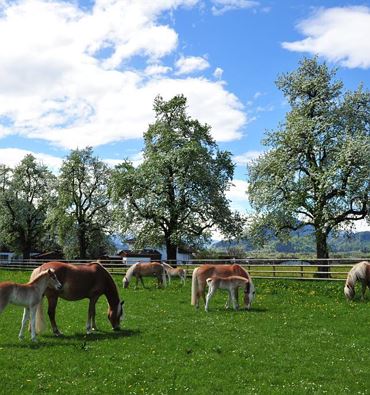 Fohlenhof Ebbs