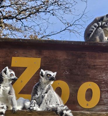 Rare species zoo Ebbs