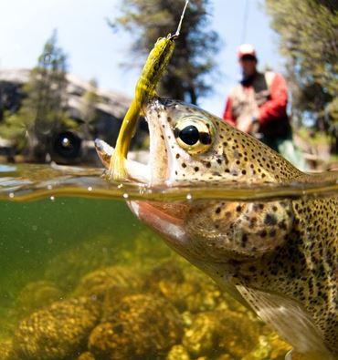 Fishing on the river Inn