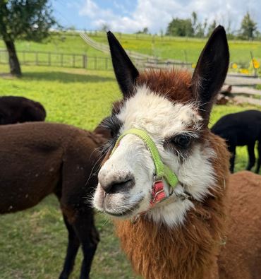 Llama and Alpaca Trekking