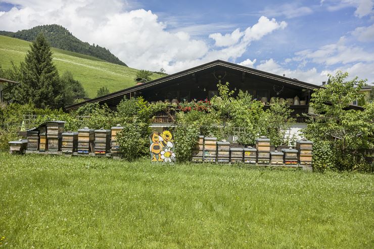 Sentiero didattico naturalistico della foresta e delle api selvatiche