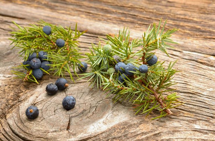 Culinary route - Thiersee juniper