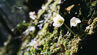 Sentiero delle rose di neve Stadtberg Kufstein
