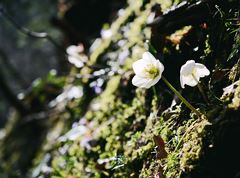 Schneerosen Trail Stadtberg Kufstein