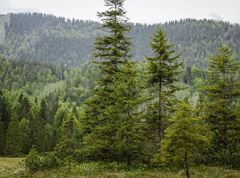 Ursprungweg - Kurze Etappe