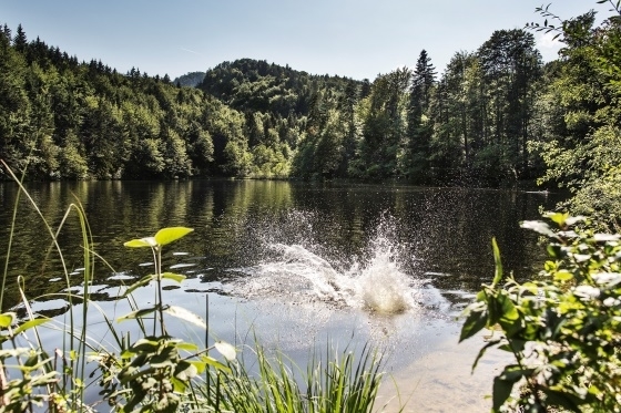 hd-pfrillsee-kufstein-see-natur-naturbadesee-baden-wasser