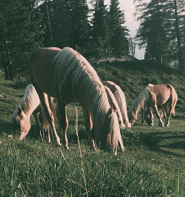 Fohlenhof & Tierwelt