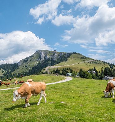 Escursioni a piedi in sintesi