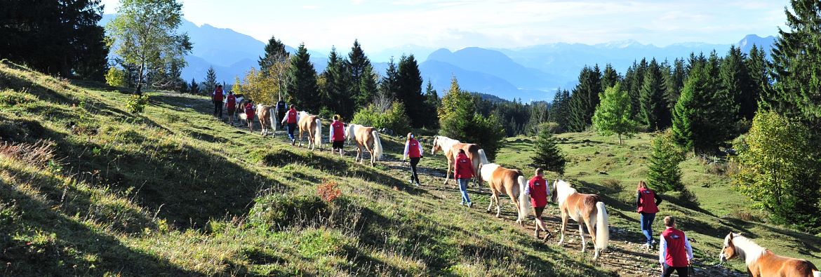 Haflinger Hengstalmabtrieb Ebbs