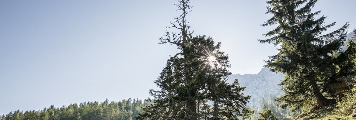 Power places in Tirol: The ancient fir tree from Steinberg