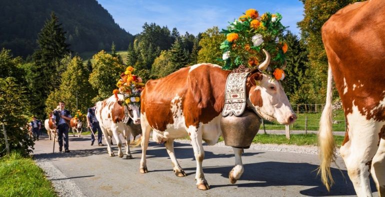 Bringing home the cattle Thiersee