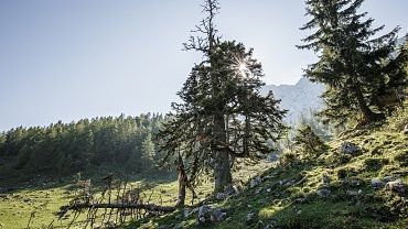 Ancient fir tree Steinberg